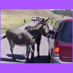 Donkeys Holding Up Traffic.jpg